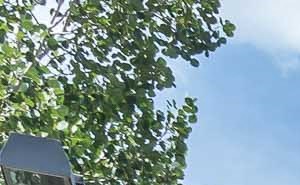 Flagstaff Apartments - Apartement